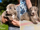 American bully XL