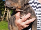 American bully XL
