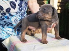 American bully XL