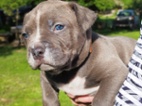 American bully XL
