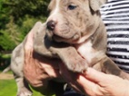 American bully XL