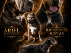 American bully XL