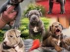 American bully XL