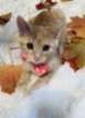 Kočka domácí
