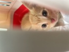 Kočka domácí