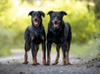 Beauceron - štěňátka s PP
