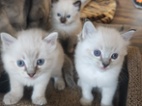 Ragdoll