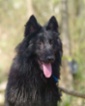 Belgický ovčák – Groenendael