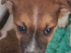 Jack Russell teriér