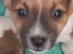Jack Russell teriér