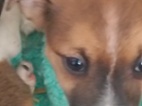 Jack Russell teriér