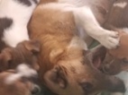 Jack Russell teriér