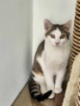 Kočka domácí
