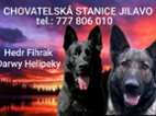 Prodám štěňata