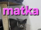 Britská koťata