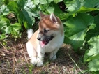 Shiba inu