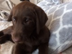 Štěňata labradorského retrívra k odběru