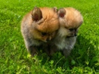 Pomeranian kluci