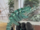 Chameleon pardálí