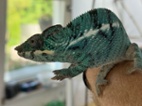 Chameleon pardálí