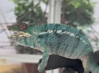 Chameleon pardálí