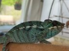 Chameleon pardálí