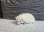 Samička afrického pygmy ježka s PP VRH I