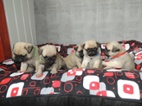 MOPS s PP.FCI.