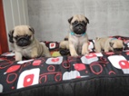 MOPS s PP.FCI.