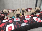 MOPS s PP.FCI.