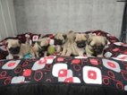 MOPS s PP.FCI.
