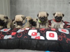 MOPS s PP.FCI.