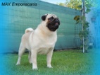 MOPS s PP.FCI.