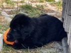 Flat coated retriever s PP pejsek