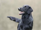Flat coated retriever s PP pejsek