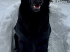 Flat coated retriever s PP pejsek