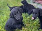 Flat coated retriever s PP pejsek