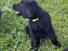 Flat coated retriever s PP pejsek