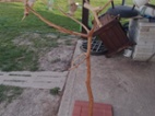 Strom pro papouška