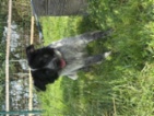 Border kolie