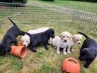 Labradorský retriever bez PP