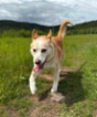 Akita-Inu