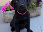 IHNED K ODBĚRULabradorský Retriever