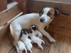 Štěňátka JRT