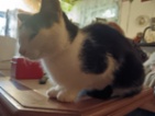 Kočka domácí