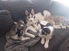 Štěňata sibiřský husky