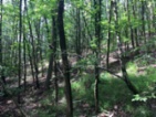 Prodej lesa 58823 m2, obec Zahrada