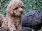 Maltipoo