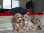 Maltipoo
