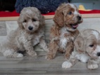 Maltipoo